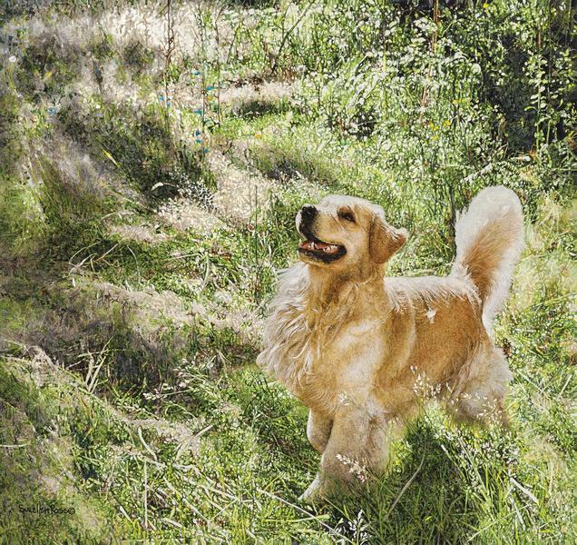 Sueellen Ross - Artists - Trailside Galleries Sueellen Ross - Artists - Trailside Galleries